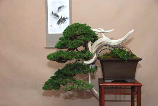 Kongres Bonsai club International Saint Vincent, Taliansko 2008