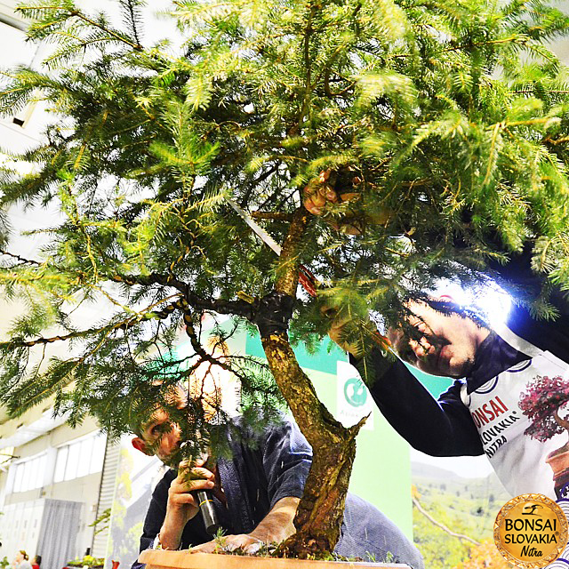 bonsai-slovakia-2016