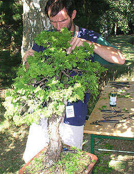 RNDr. Vladimír Ondejčík Juniperus chinensis - demonštrácia tvarovania z roku 2003, Summer Camp, England