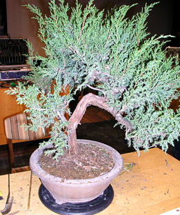 Bonsai Paroda - Litva - Alytus 2007