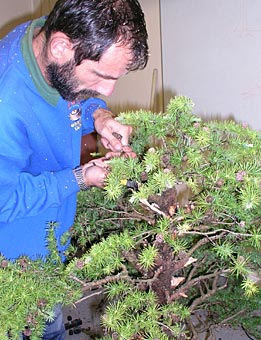 Demonštrácia- tvarovania smrekovca - RNDr. Vladimír Ondejčík - Golden October - Anglicko 2004 