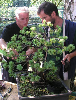 Bonsai Summercamp - Anglicko 2003