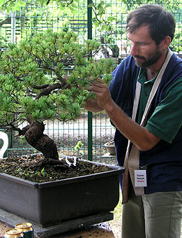 Bonsai Summercamp - Anglicko 2003