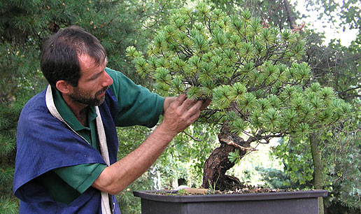 Bonsai Summercamp - Anglicko 2003