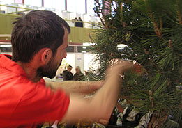 Tvarovanie RNDr. Vladimír Ondejčík - Pinus Thunbergii - Bonsai Slovakia 2003