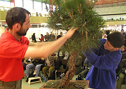 Tvarovanie RNDr. Vladimír Ondejčík - Pinus Thunbergii - Bonsai Slovakia 2003