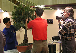 Tvarovanie RNDr. Vladimír Ondejčík - Pinus Thunbergii - Bonsai Slovakia 2003