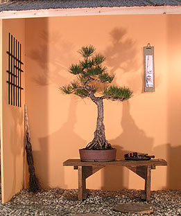 Tvarovanie RNDr. Vladimír Ondejčík - Pinus Thunbergii - Bonsai Slovakia 2003