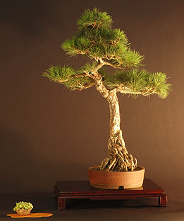 Tvarovanie RNDr. Vladimír Ondejčík - Pinus Thunbergii - Bonsai Slovakia 2003