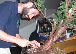 Bonsai Paroda - Litva - Alytus, 2004 