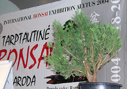 Bonsai Paroda - Litva - Alytus, 2004 