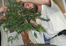 Na svoje vystúpenie počas výstavy bonsajov na varšavskom výstavisku - Zielen do žicie -v roku 2006 si RNDr. Vladimír Ondejčík vybral ako drevinu tis obyčajný (Taxus baccata). Pri drôtovaní stromu mu zručne asistoval Jacek Pietakiewicz.