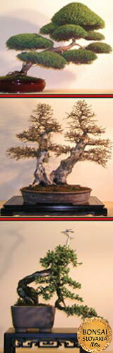 Bonsai Slovakia 2005