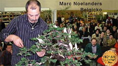 Bonsai Slovakia 2004