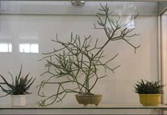 Bonsai Slovakia 2006