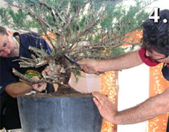 Bonsai Slovakia 2006