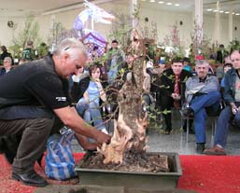 Bonsai Slovakia 2006