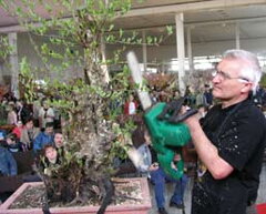 Bonsai Slovakia 2006