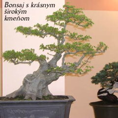 Bonsai Slovakia 2006
