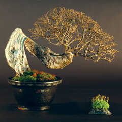 Bonsai Slovakia 2007