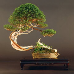 Bonsai Slovakia 2007