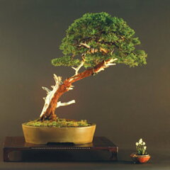 Bonsai Slovakia 2007