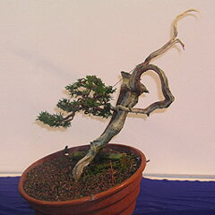 Bonsai Slovakia 2007