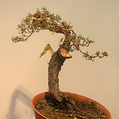 Bonsai Slovakia 2007