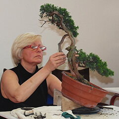 Bonsai Slovakia 2007