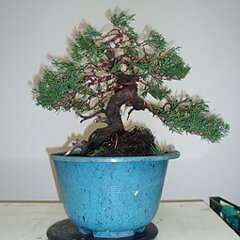 Bonsai Slovakia 2007