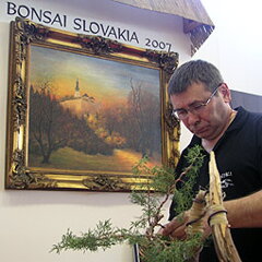 Bonsai Slovakia 2007