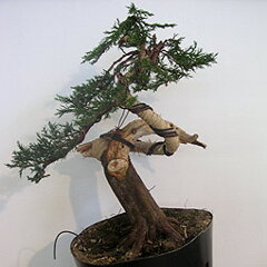 Bonsai Slovakia 2007