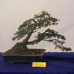 Bonsai Slovakia 2007