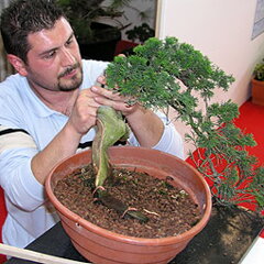 Bonsai Slovakia 2007