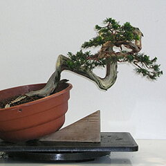 Bonsai Slovakia 2007