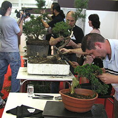 Bonsai Slovakia 2007