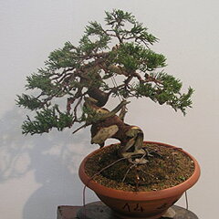 Bonsai Slovakia 2007