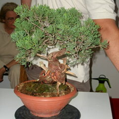 Bonsai Slovakia 2007