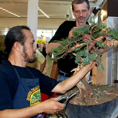 Bonsai Slovakia 2007