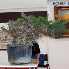 Bonsai Slovakia 2007