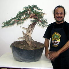 Bonsai Slovakia 2007