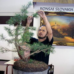 Bonsai Slovakia 2007