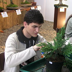 Bonsai Slovakia 2007