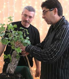 Bonsai Slovakia 2006