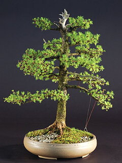 Bonsai Slovakia 2007