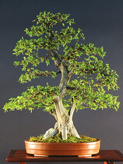 Bonsai Slovakia 2007