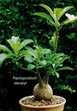 PACHYPODIUM DECARYI