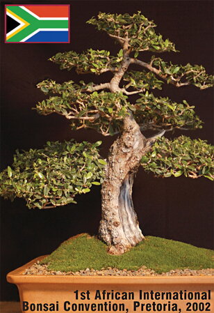 bonsai