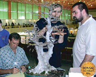 Bonsai Slovakia 2003