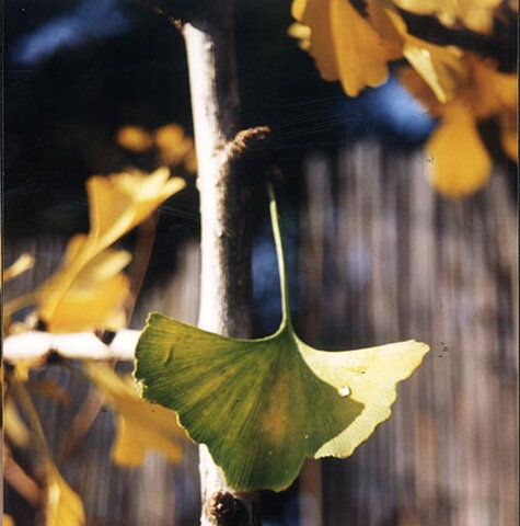 GINKGO BILOBA